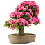 Rhododendron indicum Osakazuki, 66,5 cm, ± 30 anni, in un vaso con una fessura