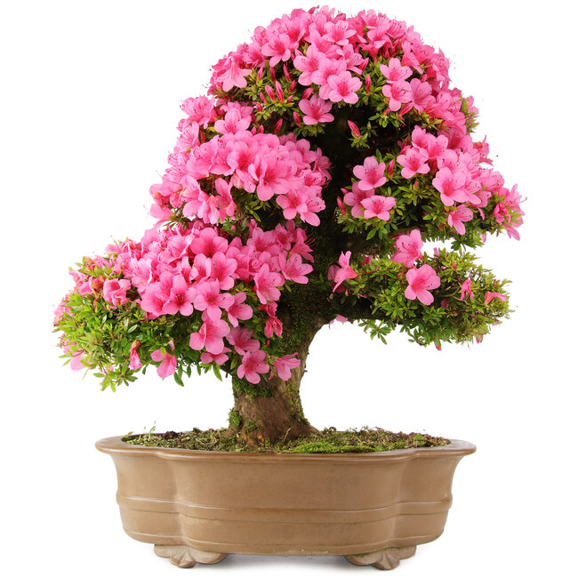 Rhododendron indicum Osakazuki, 66 cm, ± 30 Jahre alt