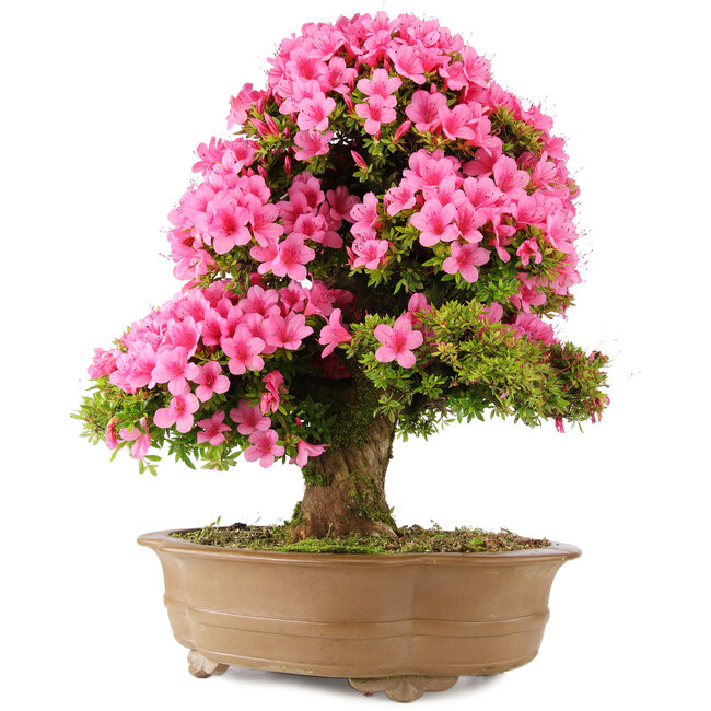 Rhododendron indicum Osakazuki, 66 cm, ± 30 ans