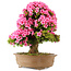 Rhododendron indicum Osakazuki, 66 cm, ± 30 Jahre alt