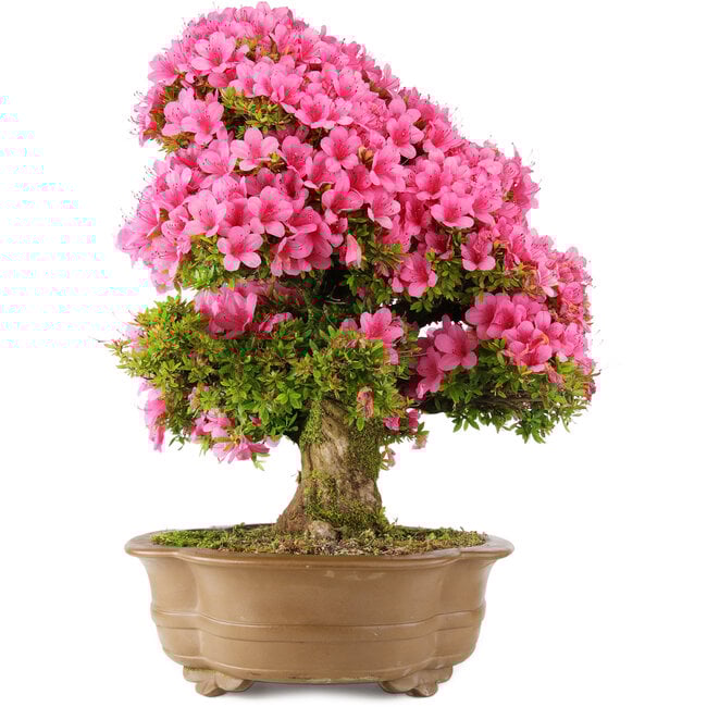 Rhododendron indicum Osakazuki, 66 cm, ± 30 jaar oud