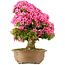 Rhododendron indicum Osakazuki, 66 cm, ± 30 Jahre alt