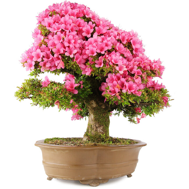 Rhododendron indicum Osakazuki, 66 cm, ± 30 Jahre alt