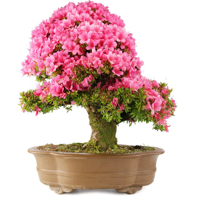 Rhododendron indicum Osakazuki, 66 cm, ± 30 ans