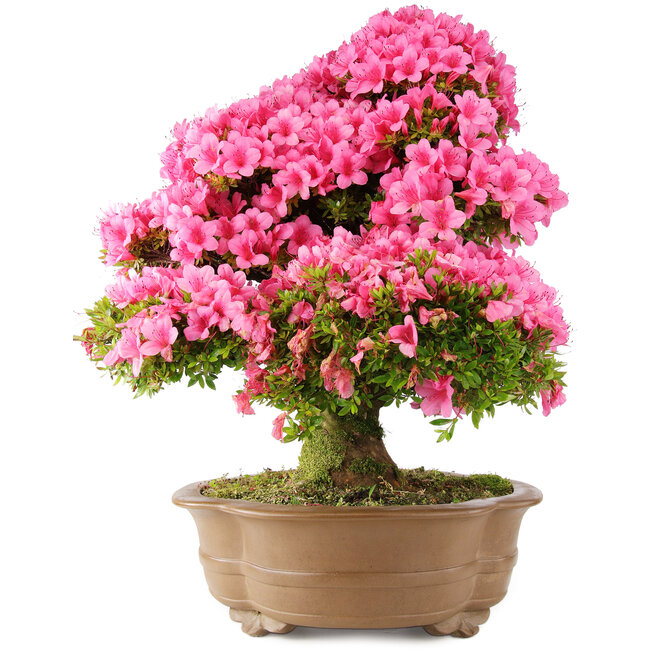 Rhododendron indicum Osakazuki, 66 cm, ± 30 years old