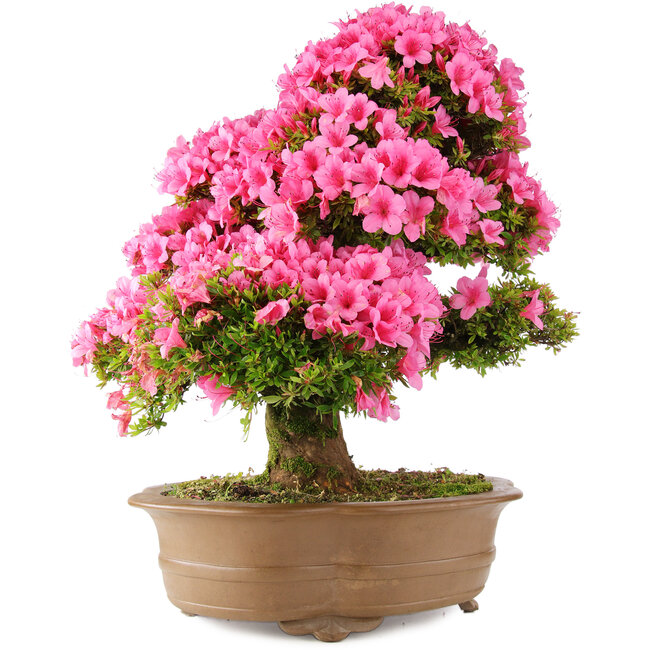 Rhododendron indicum Osakazuki, 66 cm, ± 30 years old