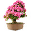 Rhododendron indicum Osakazuki, 66 cm, ± 30 Jahre alt