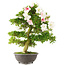 Rododendro indicum, 69 cm, ± 15 años