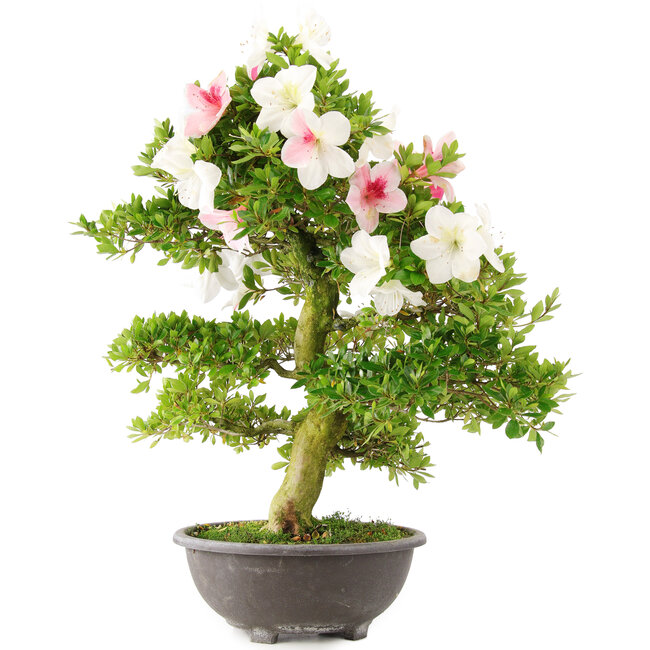 Rhododendron indicum, 69 cm, ± 15 ans