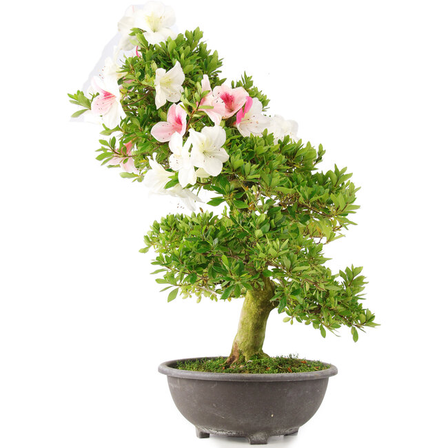 Rhododendron indicum, 69 cm, ± 15 ans