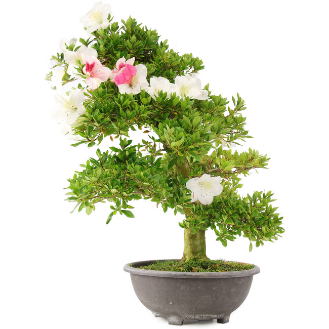 Rhododendron indicum, 69 cm, ± 15 jaar oud