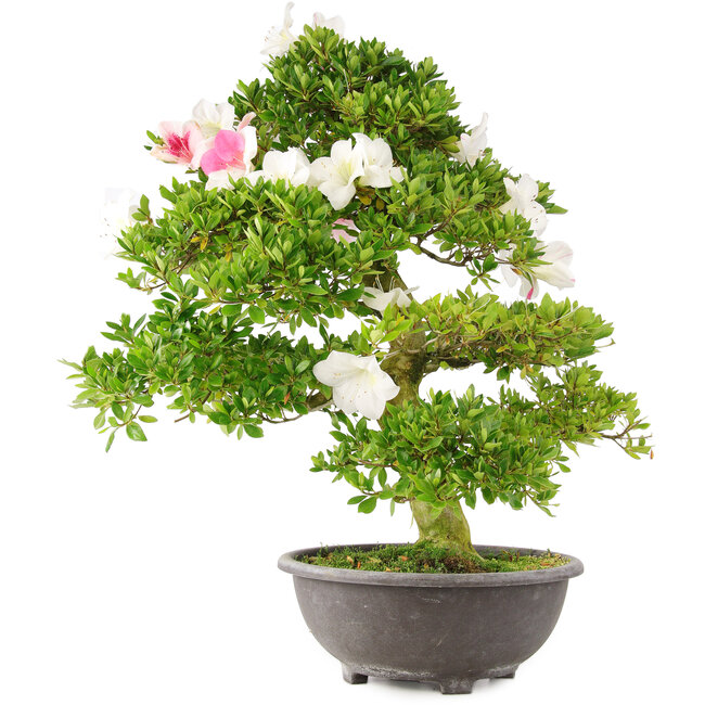 Rhododendron indicum, 69 cm, ± 15 Jahre alt