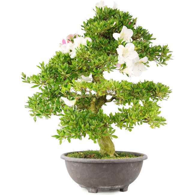 Rhododendron indicum, 69 cm, ± 15 anni