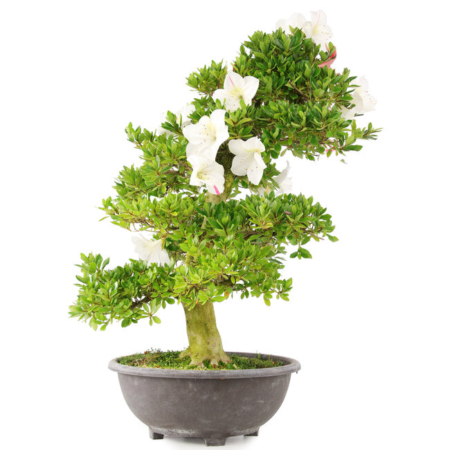 Rhododendron indicum, 69 cm, ± 15 Jahre alt