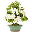 Rhododendron indicum, 59 cm, ± 15 years old