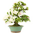 Rhododendron indicum, 59 cm, ± 15 anni