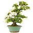 Rhododendron indicum, 59 cm, ± 15 anni