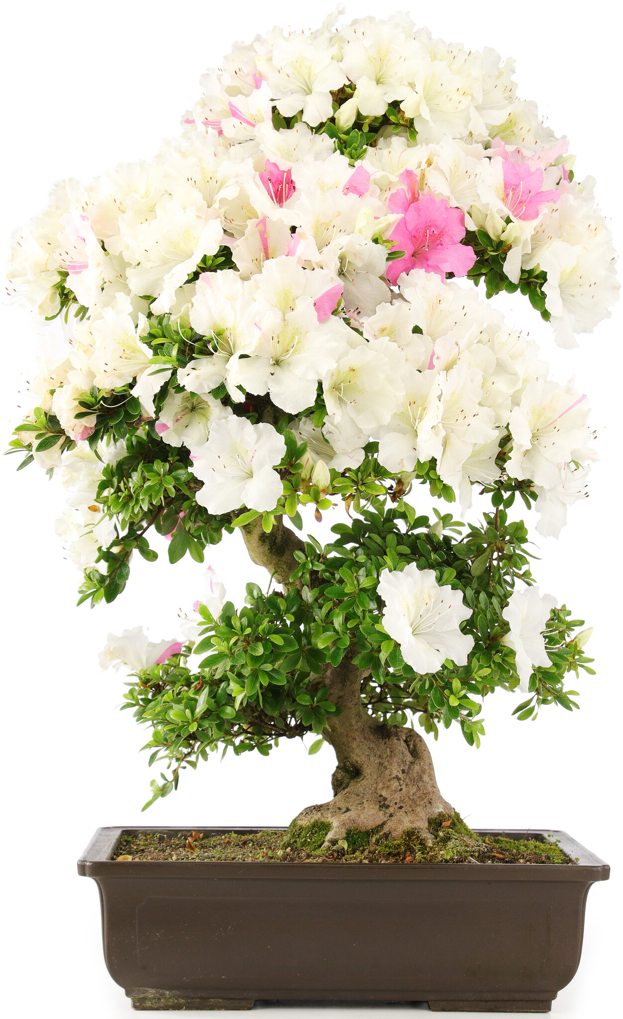 Rhododendron indicum, 69 cm, ± 15 years old - Bonsai Plaza