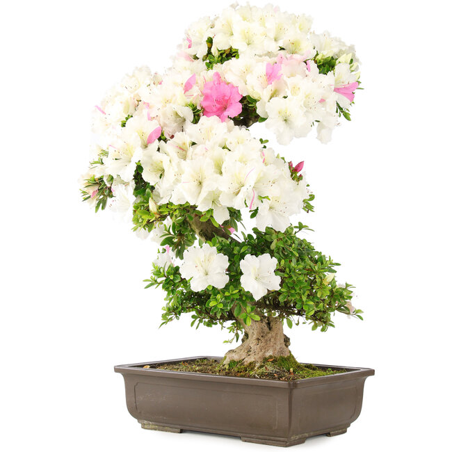 Rhododendron indicum, 69 cm, ± 15 jaar oud