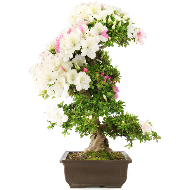 Rhododendron indicum, 69 cm, ± 15 years old