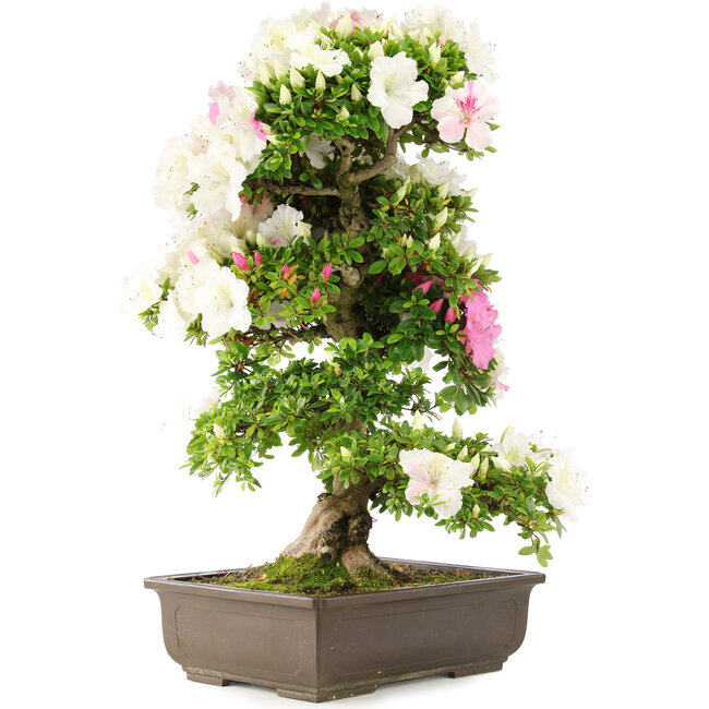 Rhododendron indicum, 69 cm, ± 15 anni