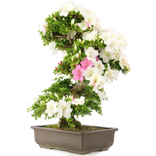 Rhododendron indicum, 69 cm, ± 15 ans