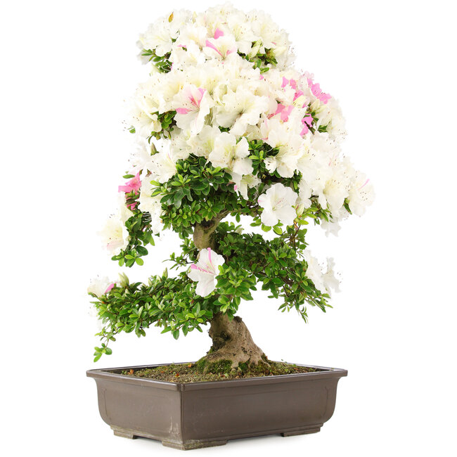 Rhododendron indicum, 69 cm, ± 15 Jahre alt