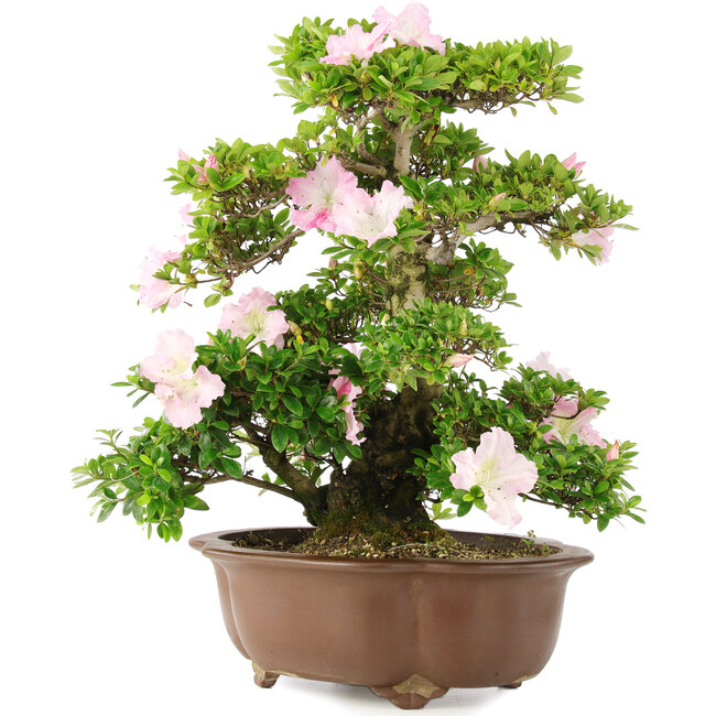 Rhododendron indicum, 49 cm, ± 15 jaar oud