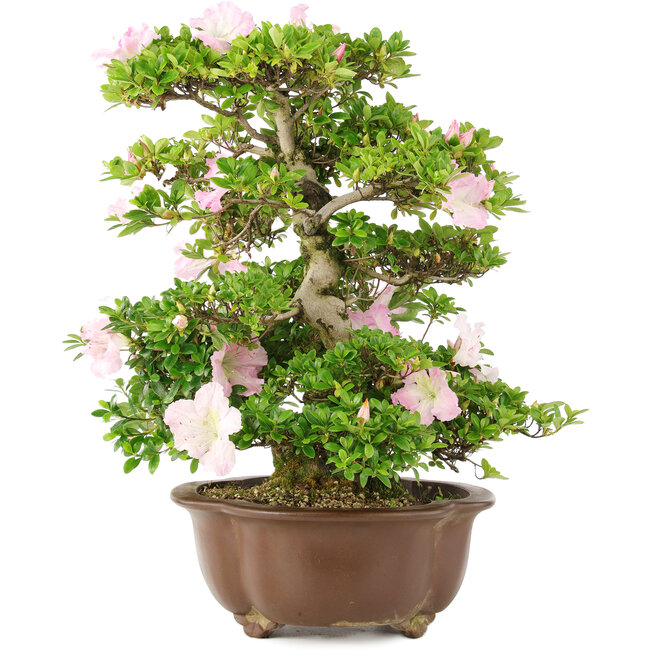 Rhododendron indicum, 49 cm, ± 15 anni