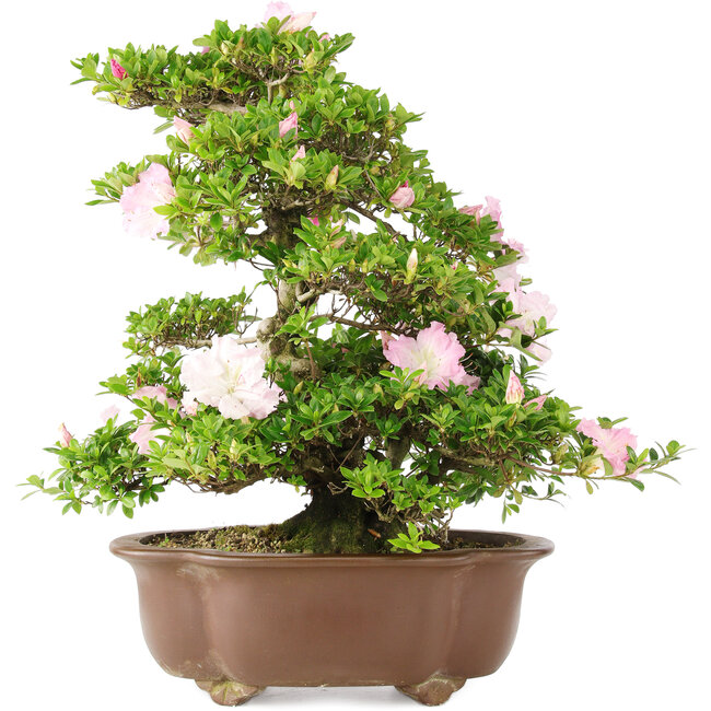 Rhododendron indicum, 49 cm, ± 15 jaar oud