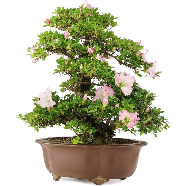 Rhododendron indicum, 49 cm, ± 15 years old