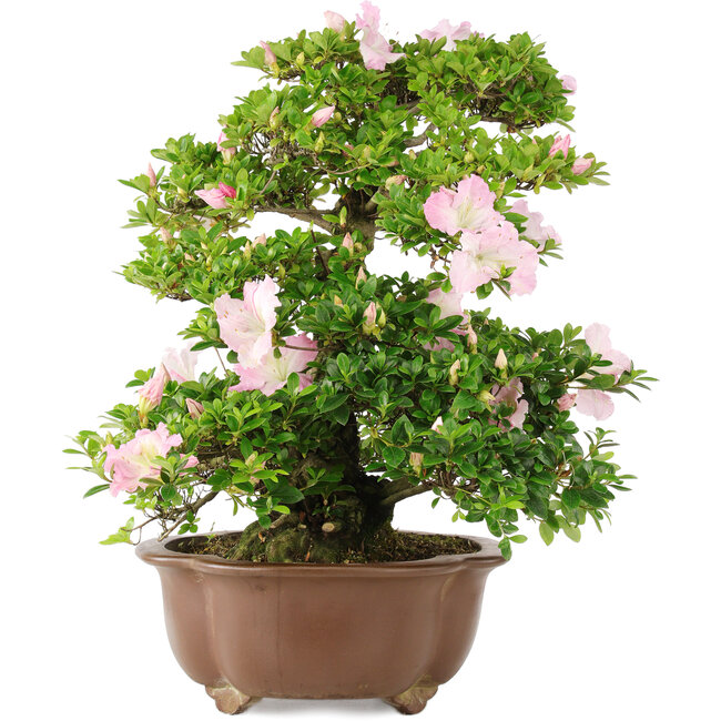 Rhododendron indicum, 49 cm, ± 15 ans