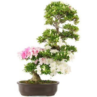 Rhododendron indicum, 75 cm, ± 15 ans