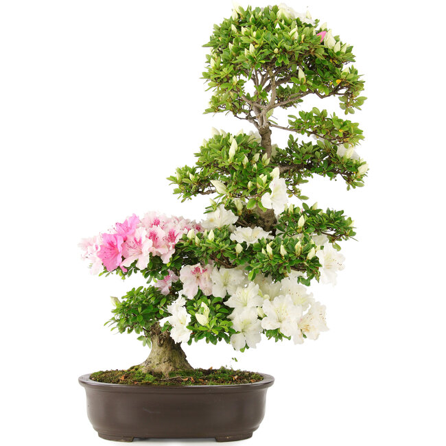 Rhododendron indicum, 75 cm, ± 15 anni