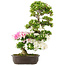 Rododendro indicum, 75 cm, ± 15 años