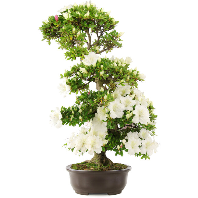 Rhododendron indicum, 75 cm, ± 15 years old