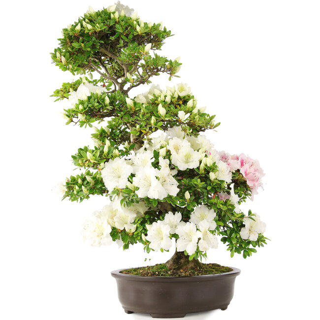 Rhododendron indicum, 75 cm, ± 15 years old