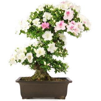 Rhododendron indicum, 62 cm, ± 15 jaar oud