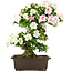 Rhododendron indicum, 62 cm, ± 15 jaar oud