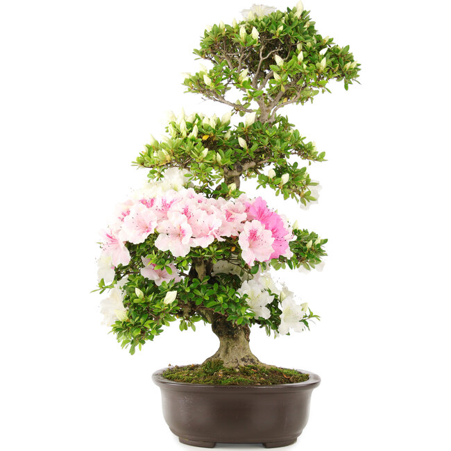 Rhododendron indicum, 75 cm, ± 15 years old