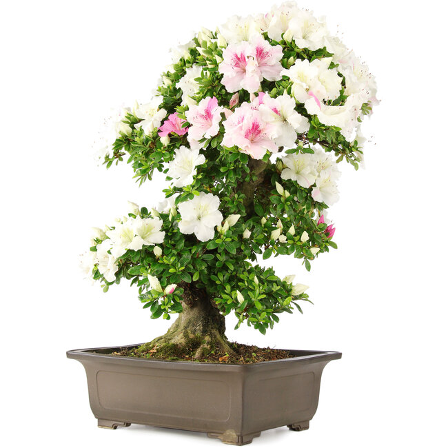 Rhododendron indicum, 62 cm, ± 15 anni