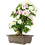 Rhododendron indicum, 62 cm, ± 15 jaar oud