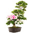 Rhododendron indicum, 75 cm, ± 15 ans