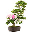 Rhododendron indicum, 75 cm, ± 15 years old