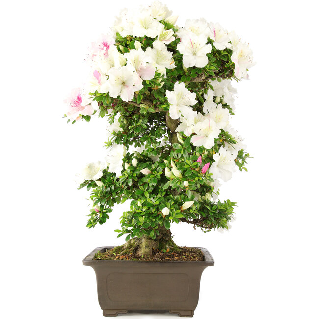 Rhododendron indicum, 62 cm, ± 15 anni