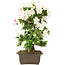 Rhododendron indicum, 62 cm, ± 15 jaar oud