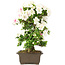 Rhododendron indicum, 62 cm, ± 15 years old