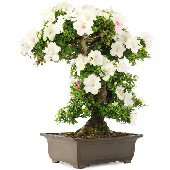 Rhododendron indicum, 62 cm, ± 15 jaar oud