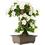 Rhododendron indicum, 62 cm, ± 15 jaar oud