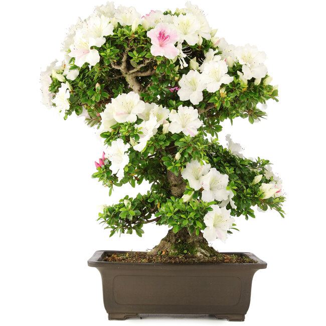 Rhododendron indicum, 62 cm, ± 15 jaar oud